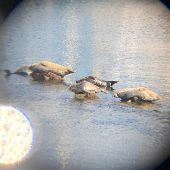 Meet your Posher, Heidi - Picture 1 of 8